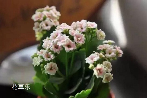 老番动漫——狼人狠狠插久久综合网，那些年，我们追过的经典回忆